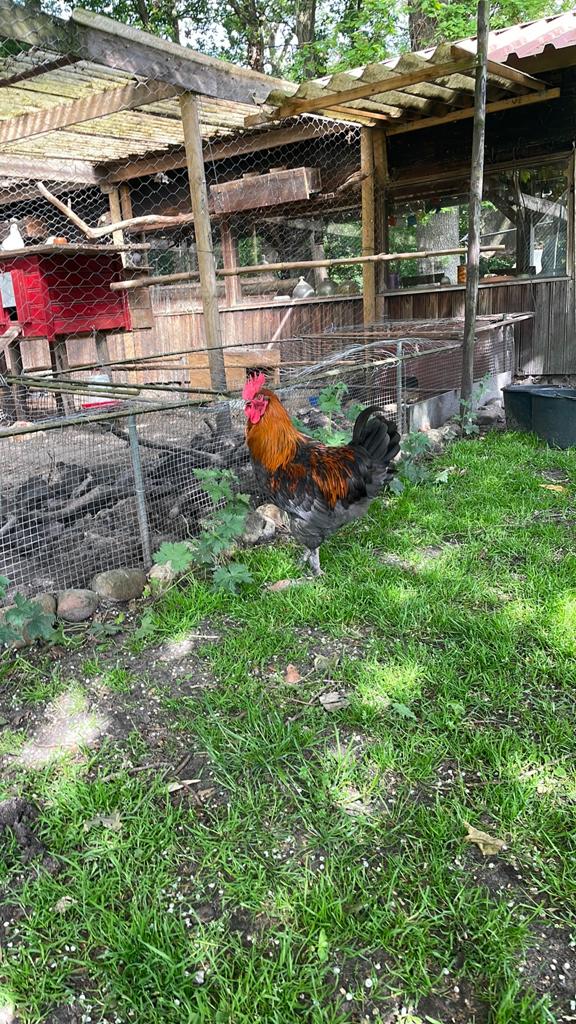 Marans blauw koperhals haan en hen januari 2026, Dieren en Toebehoren, Meerdere dieren, Kip