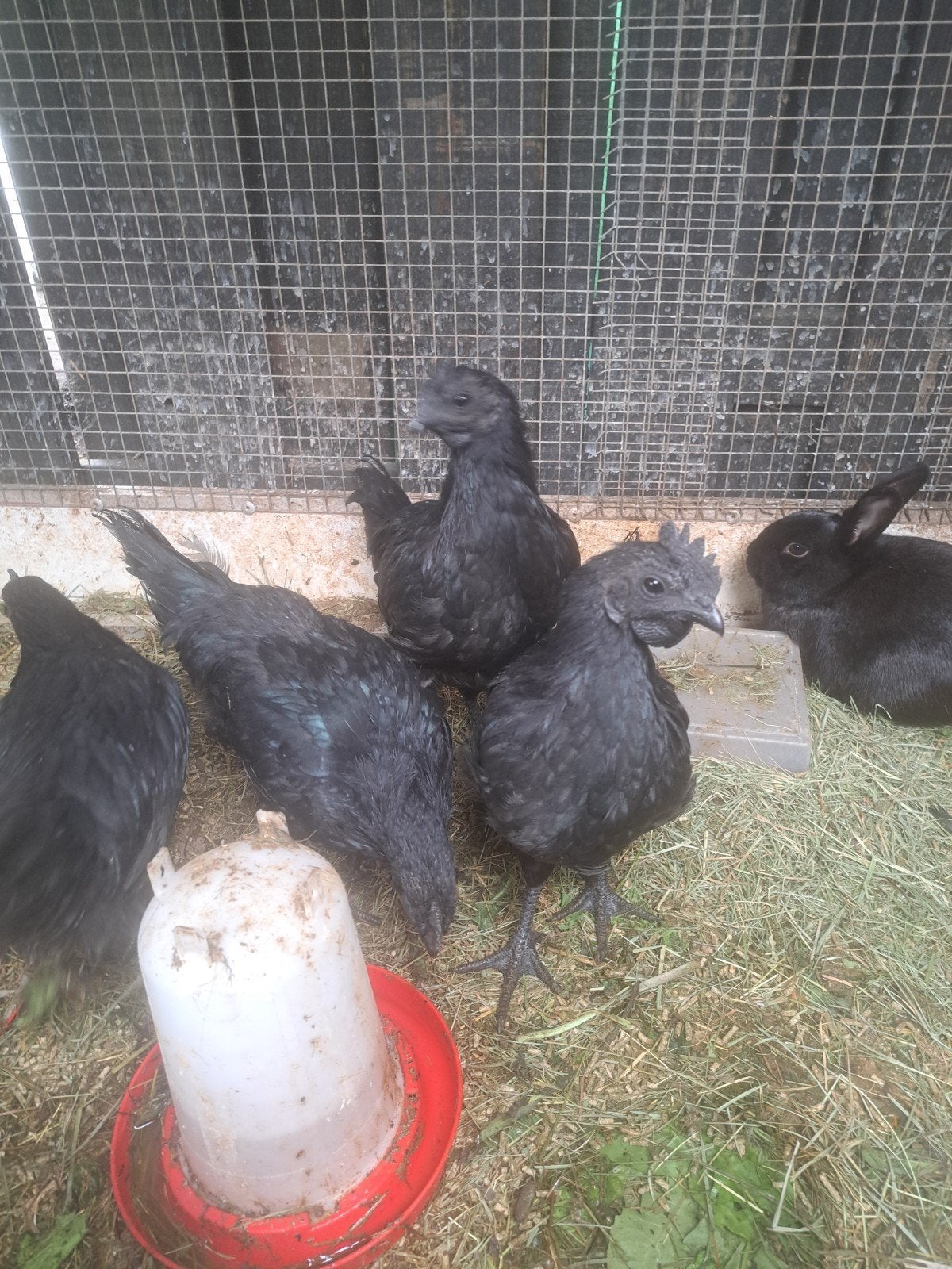 Ayam cemani haantjes, Dieren en Toebehoren, Mannelijk, Kip