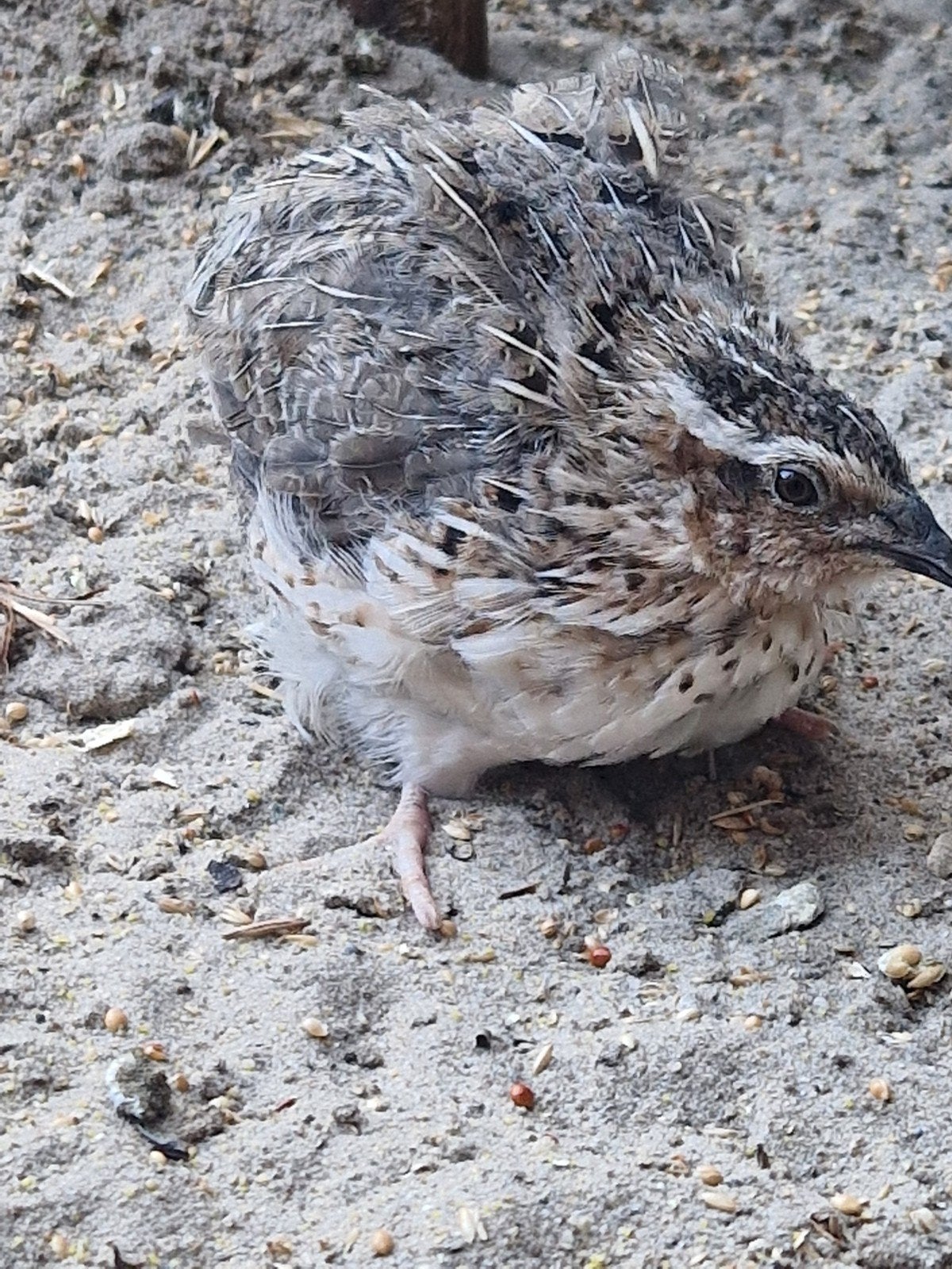 koppel japanse kwartels, Dieren en Toebehoren, Pluimvee, Meerdere dieren, Overige soorten