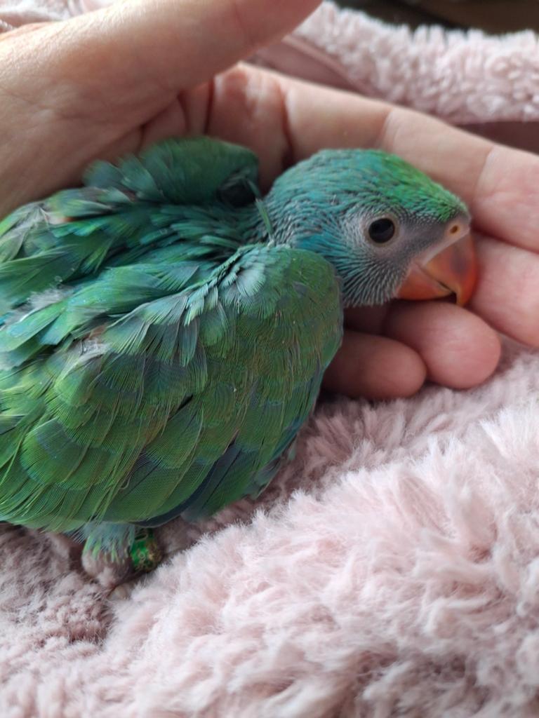 Handtamme baby halsbandparkiet, Dieren en Toebehoren, Vogels | Parkieten en Papegaaien, Geslacht onbekend, Parkiet, Pratend