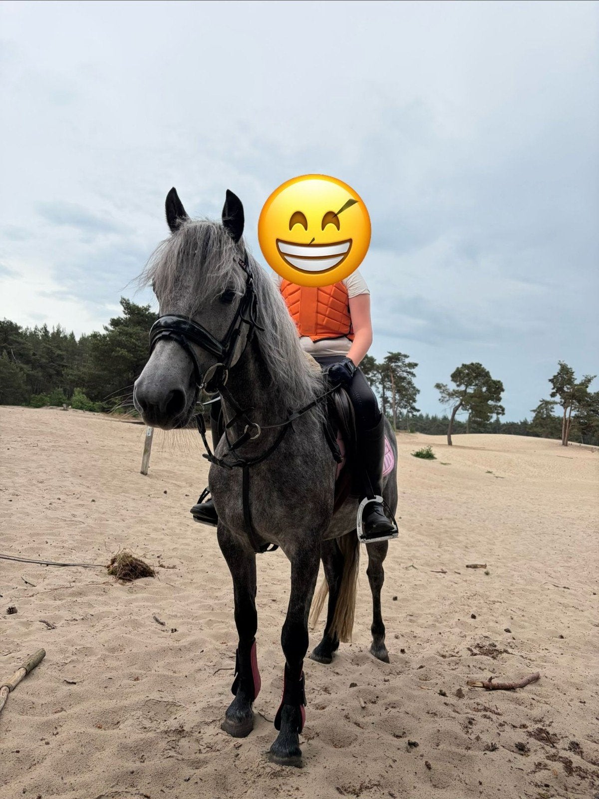 5 jarige c pony, Dieren en Toebehoren, Pony's, Merrie