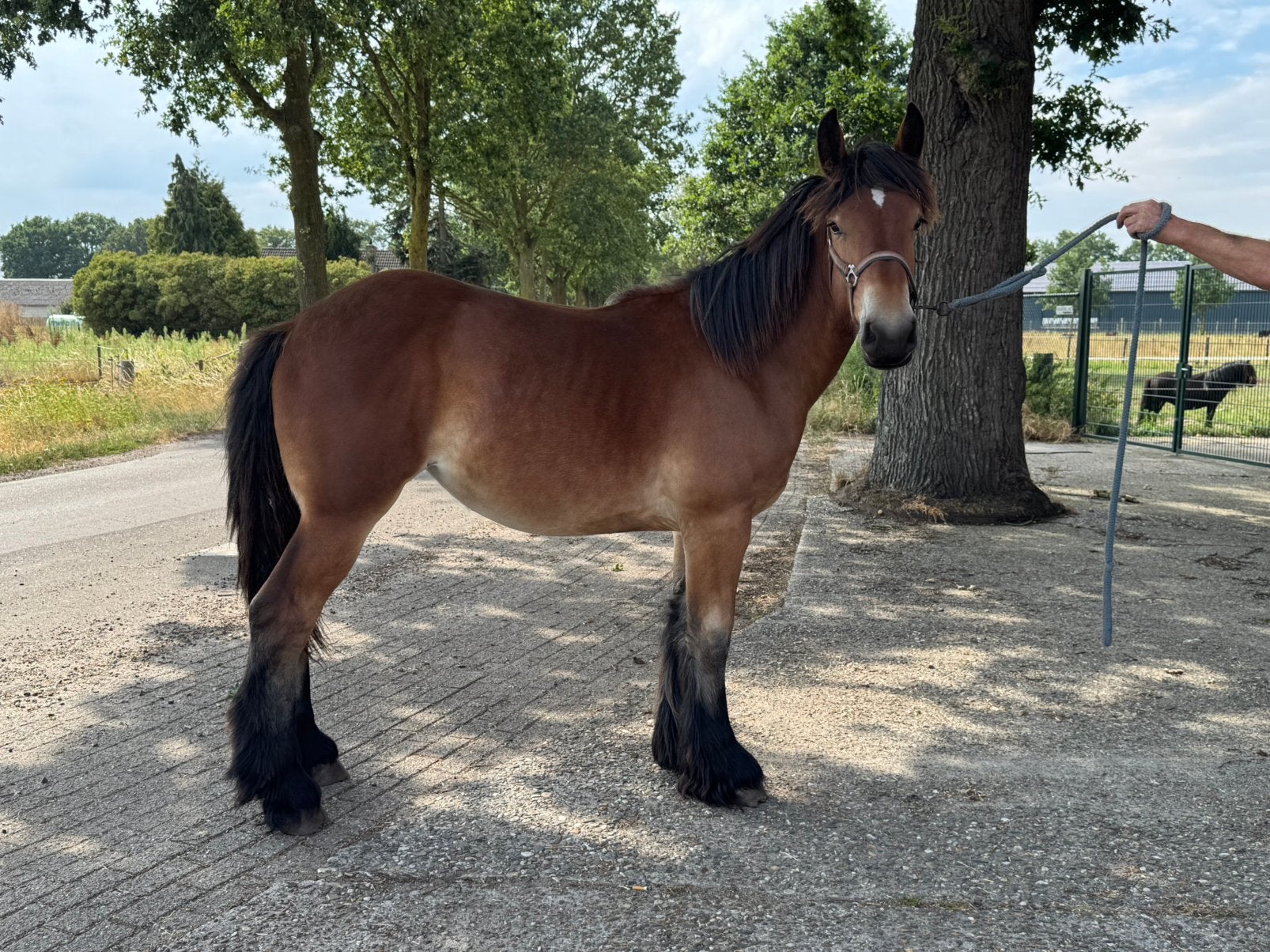 Belgisch trekpaard jaarling, Dieren en Toebehoren, Paarden, Merrie, Met stamboom, Minder dan 160 cm, 0 tot 2 jaar