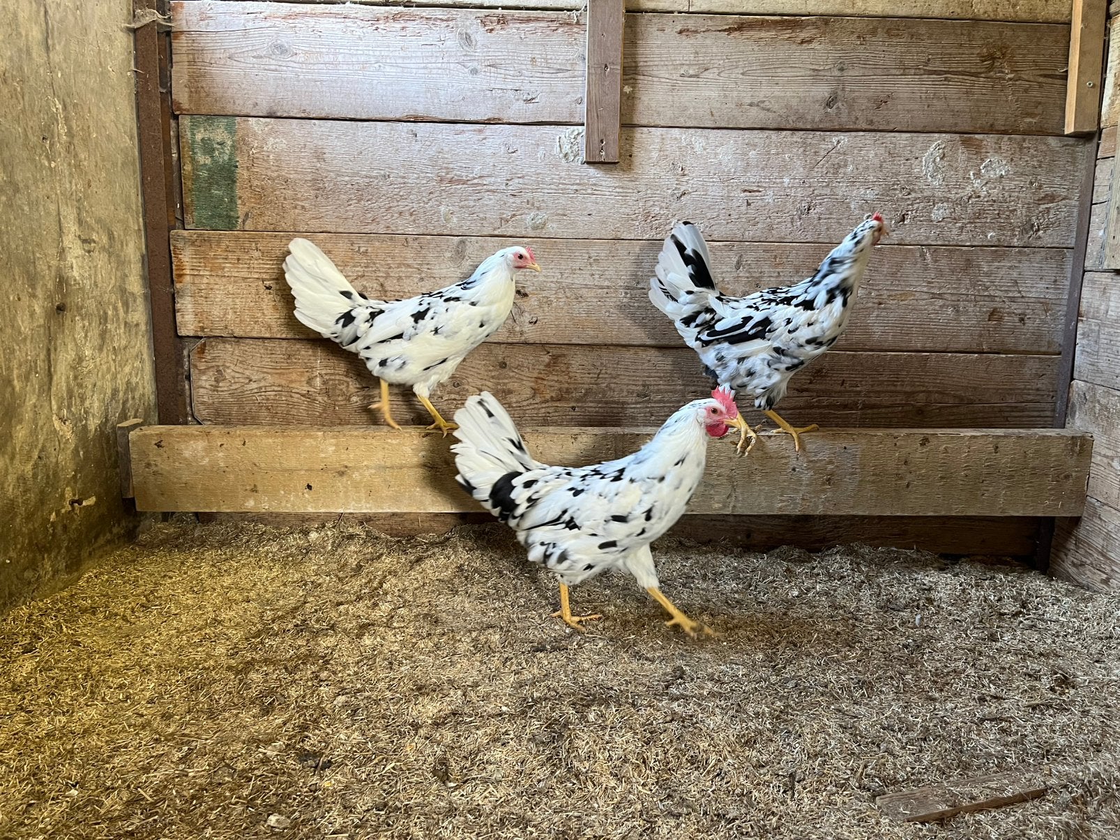 TE KOOP 3 BONTE LEGHORN HENNEN, Dieren en Toebehoren, Pluimvee, Vrouwelijk, Kip