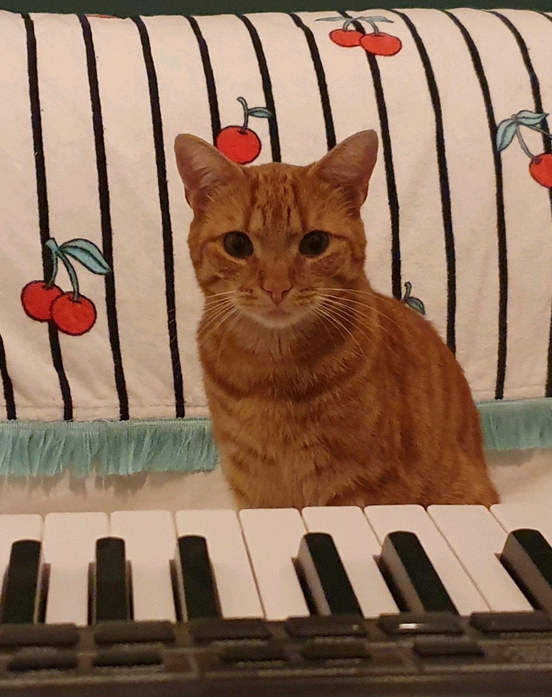 Nieuw plekje gezocht voor Moos, Kater, Kortharig, 6 jaar of ouder