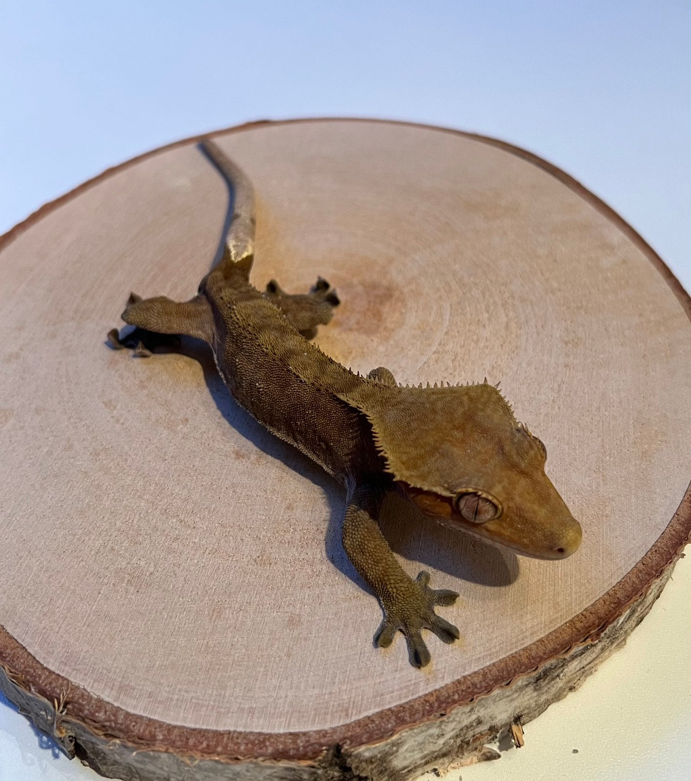 Wimpergekko Bewezen Phantom man Crested Gecko - male for sale from FirstlineGeckos