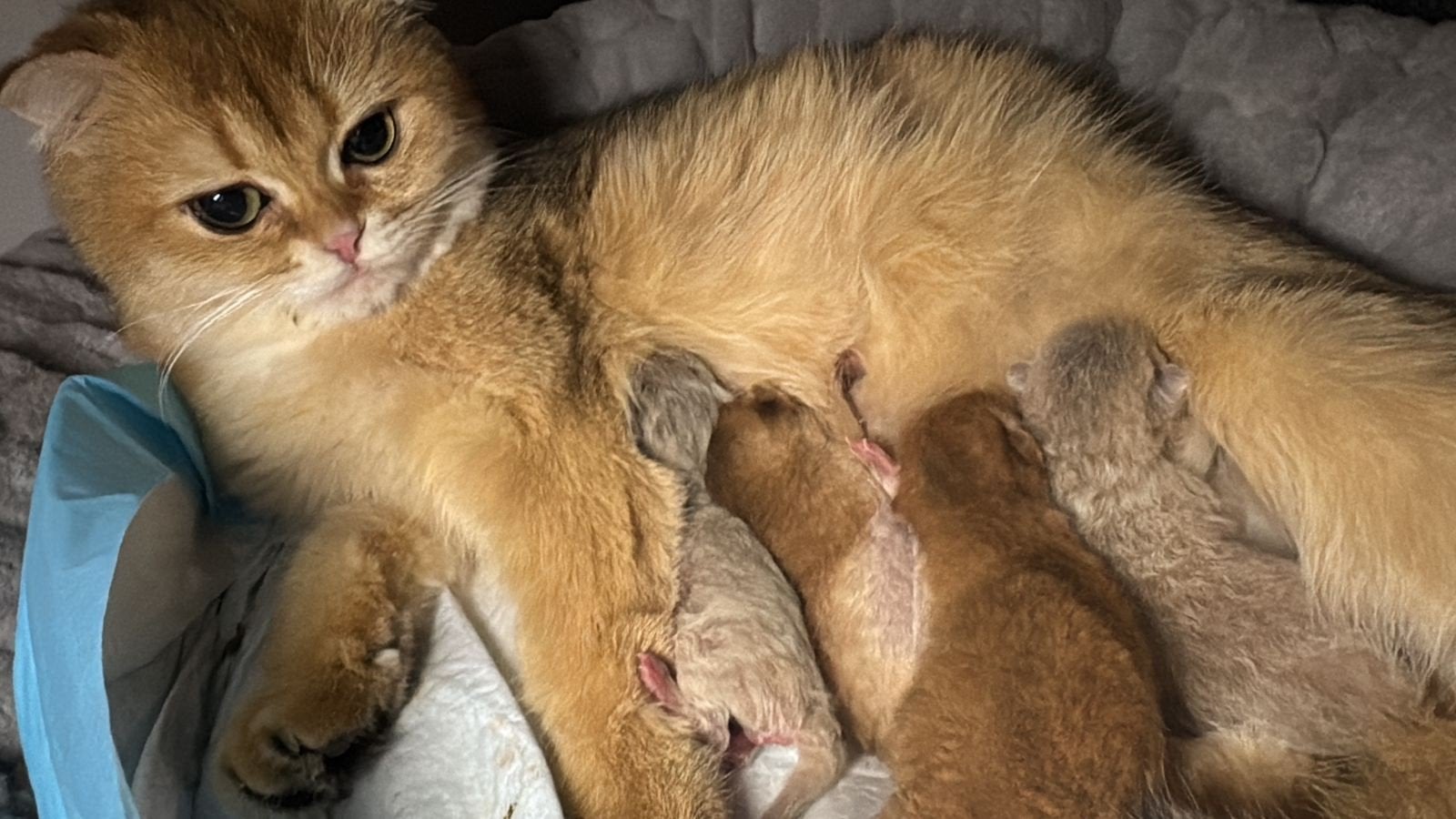 Britse korthaar Golden shaded, Dieren en Toebehoren, Katten en Kittens | Raskatten | Korthaar, Kater, Ontwormd