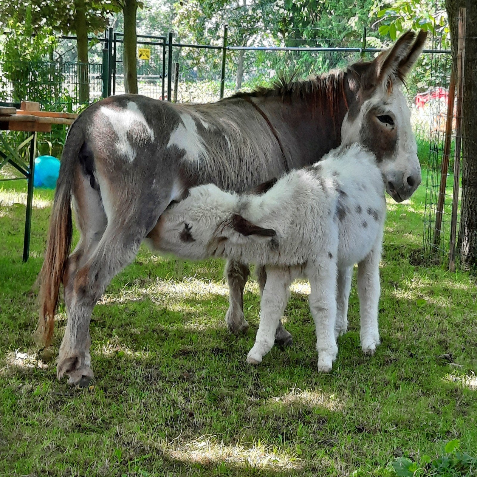 Mediterrane mini ezels, Dieren en Toebehoren, Meerdere dieren, Schaap