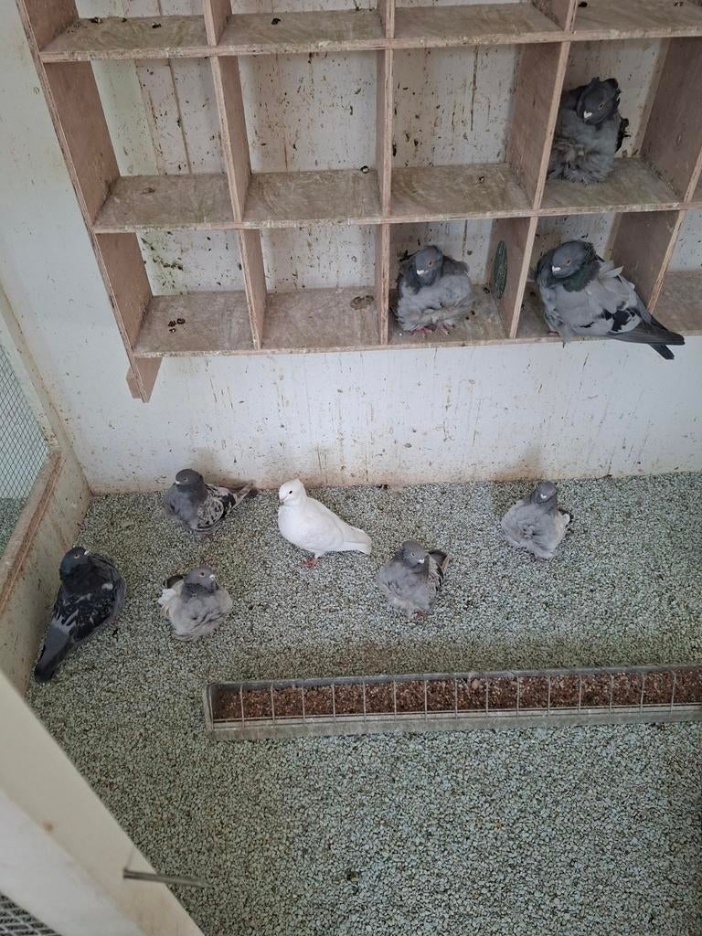 Te koop Chinese Meeuwen, Dieren en Toebehoren, Vogels | Duiven, Meerdere dieren, Overige soorten