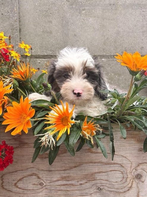 Cavapoo X Toy poedel. Mogen het nest verlaten 🐾, Dieren en Toebehoren, Honden | Chihuahua's en Gezelschapshonden, Poedel, 8 tot 15 weken