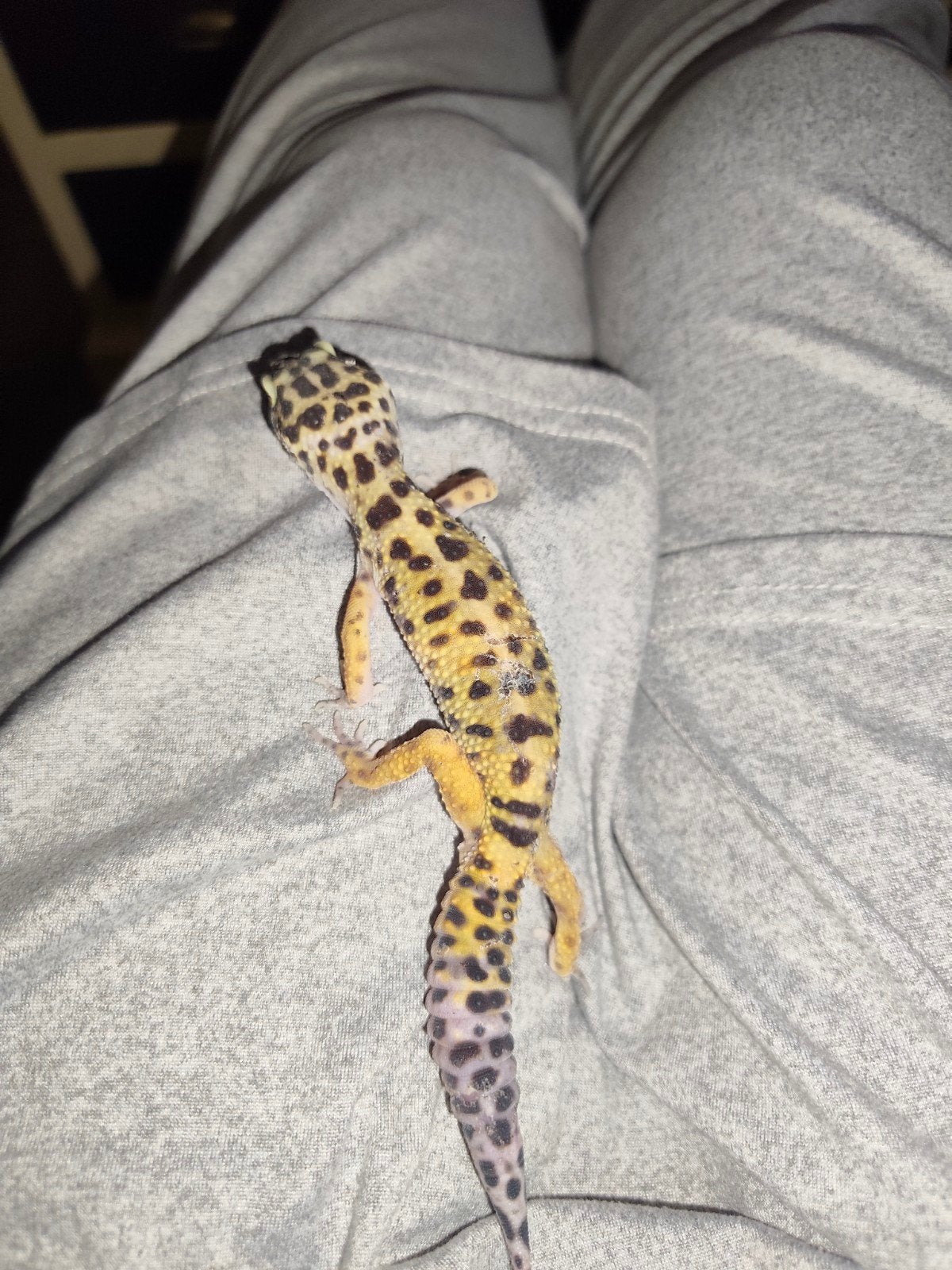 Luipaardgekko uit eigen kweek miss piggy 1 jaar, Hagedis, 0 tot 2 jaar