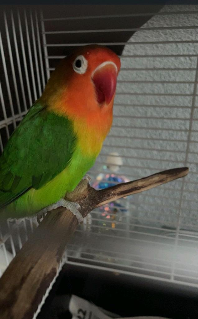 Vermist: Dwergpapegaai "Mango", Mannelijk, Dwergpapegaai of Agapornis