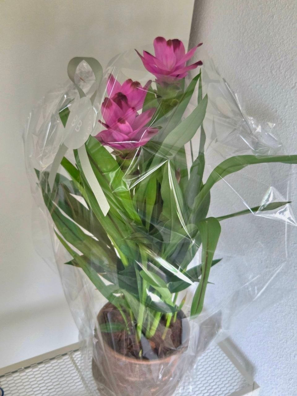 Siamese Tulp (Curcuma Alismatifolia) - bloempot, Vaste plant, Halfschaduw, Zomer, Ophalen