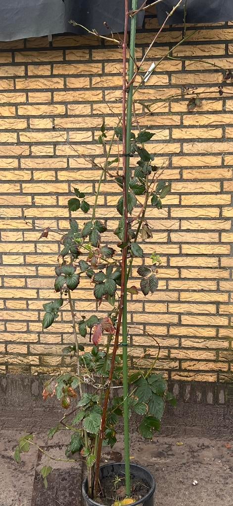 Tamme braam., Bloeit niet, Overige soorten, 100 tot 250 cm, Ophalen