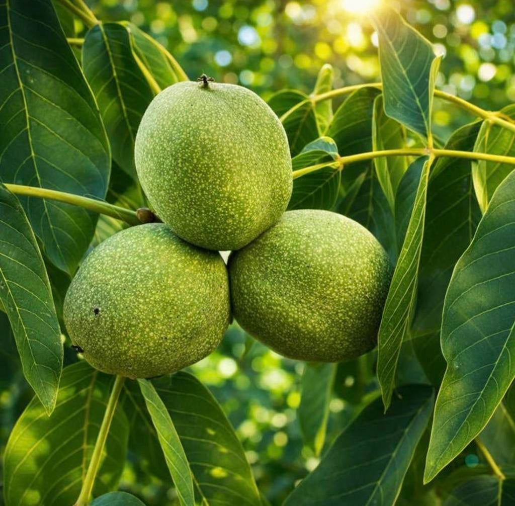 Walnoot, Tuin en Terras, Planten | Bomen, Ophalen of Verzenden, Volle zon, Overige soorten