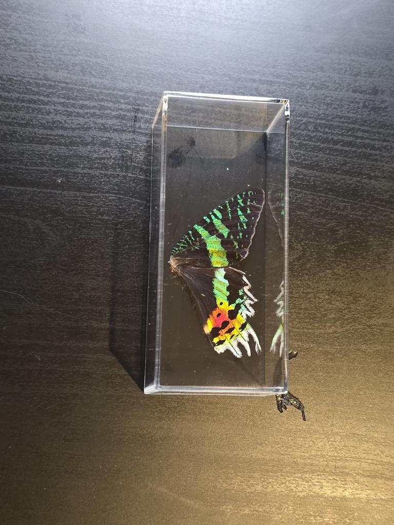Decoratief natuurobject: Vlindervleugel in display box, Antiek en Kunst, Ophalen of Verzenden