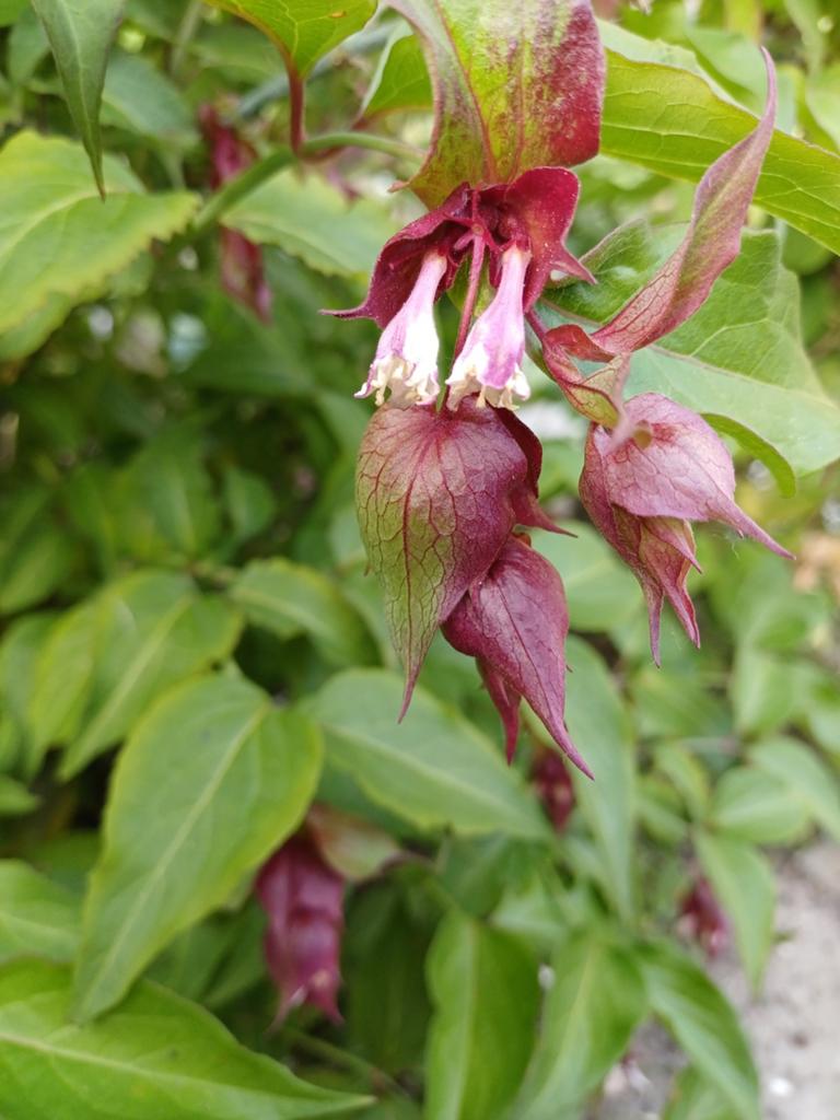 Fazantenbes Leycesteria Formosa, Ophalen of Verzenden, Voorjaar, Volle zon, Zaad