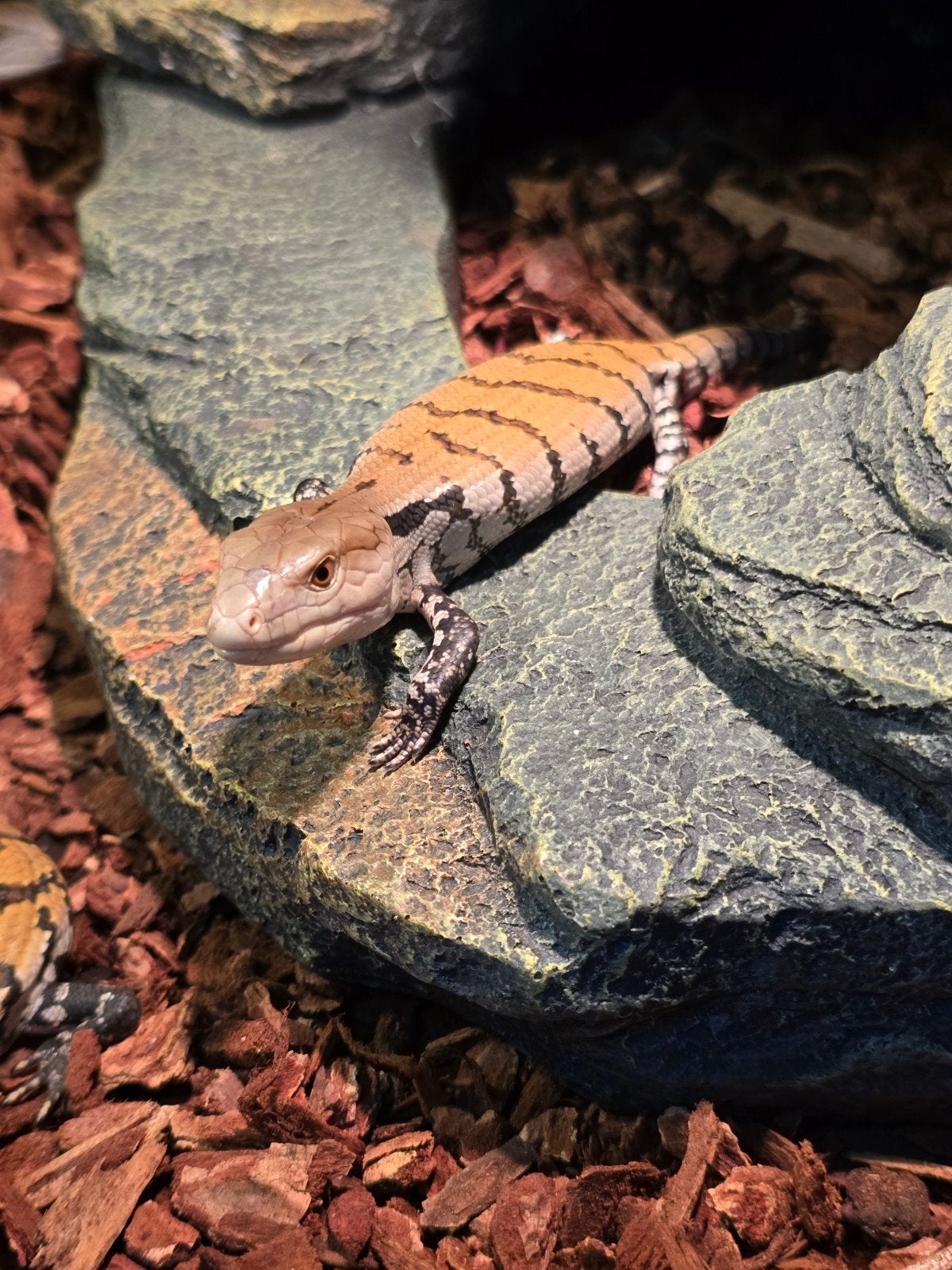 Prachtige Merauke blauwtongskinken (Tiliqua gigas evanescens Blue Tongue Skink photo 3