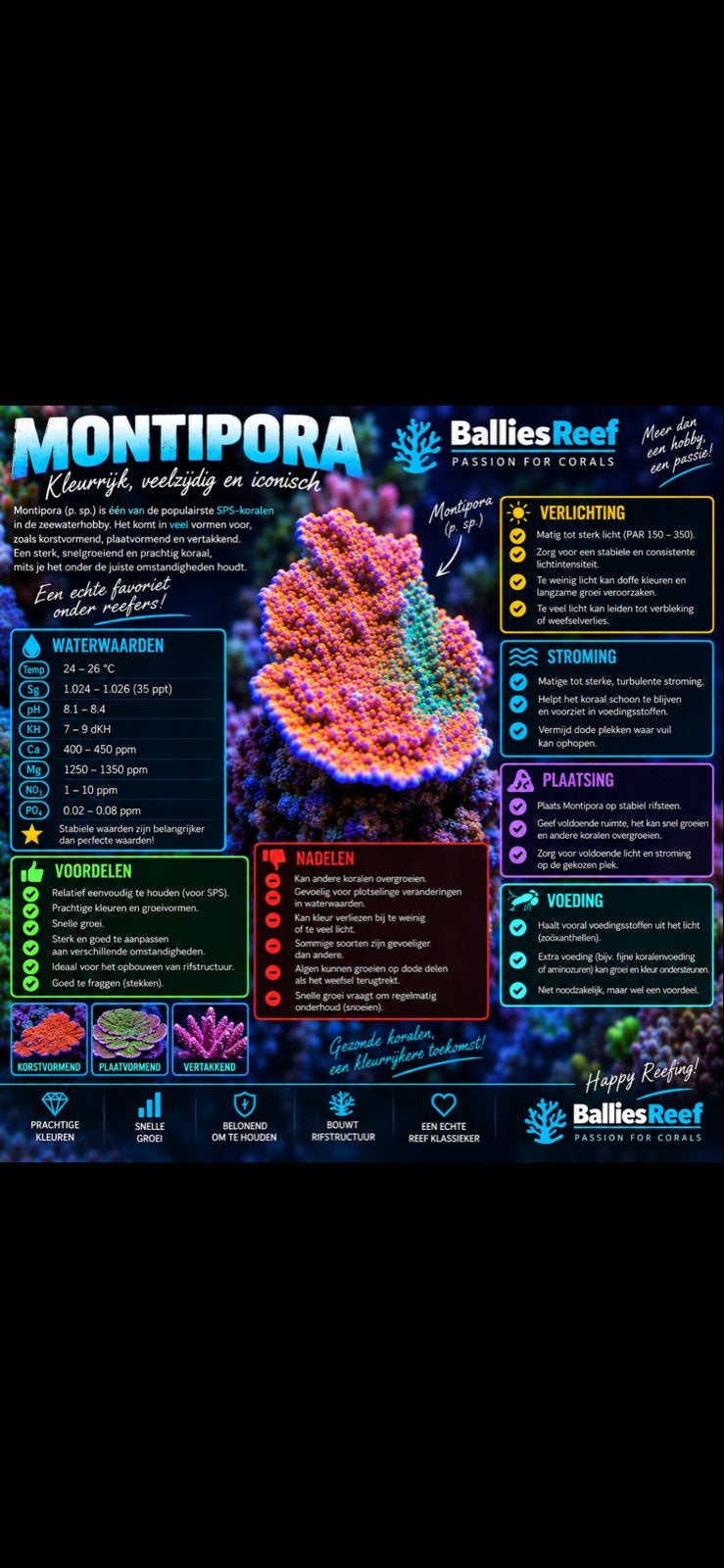 Montipora koraal, Dieren en Toebehoren, Ophalen, Nieuw