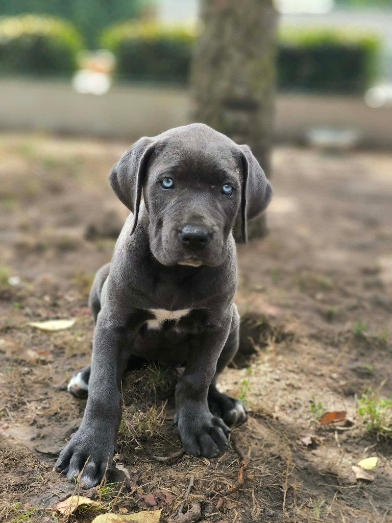 Prachtige cane corso pups beschikbaar!!, België, Overige rassen, CDV (hondenziekte), 8 tot 15 weken