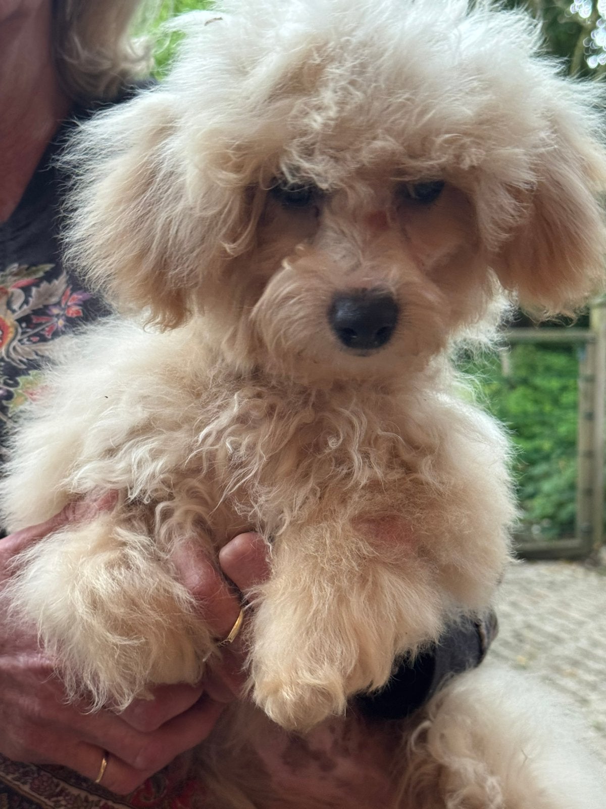 Lief puber Maltipoo reutje! Nagenoeg zindelijk., Dieren en Toebehoren, Honden | Chihuahua's en Gezelschapshonden, Poedel, Parvo