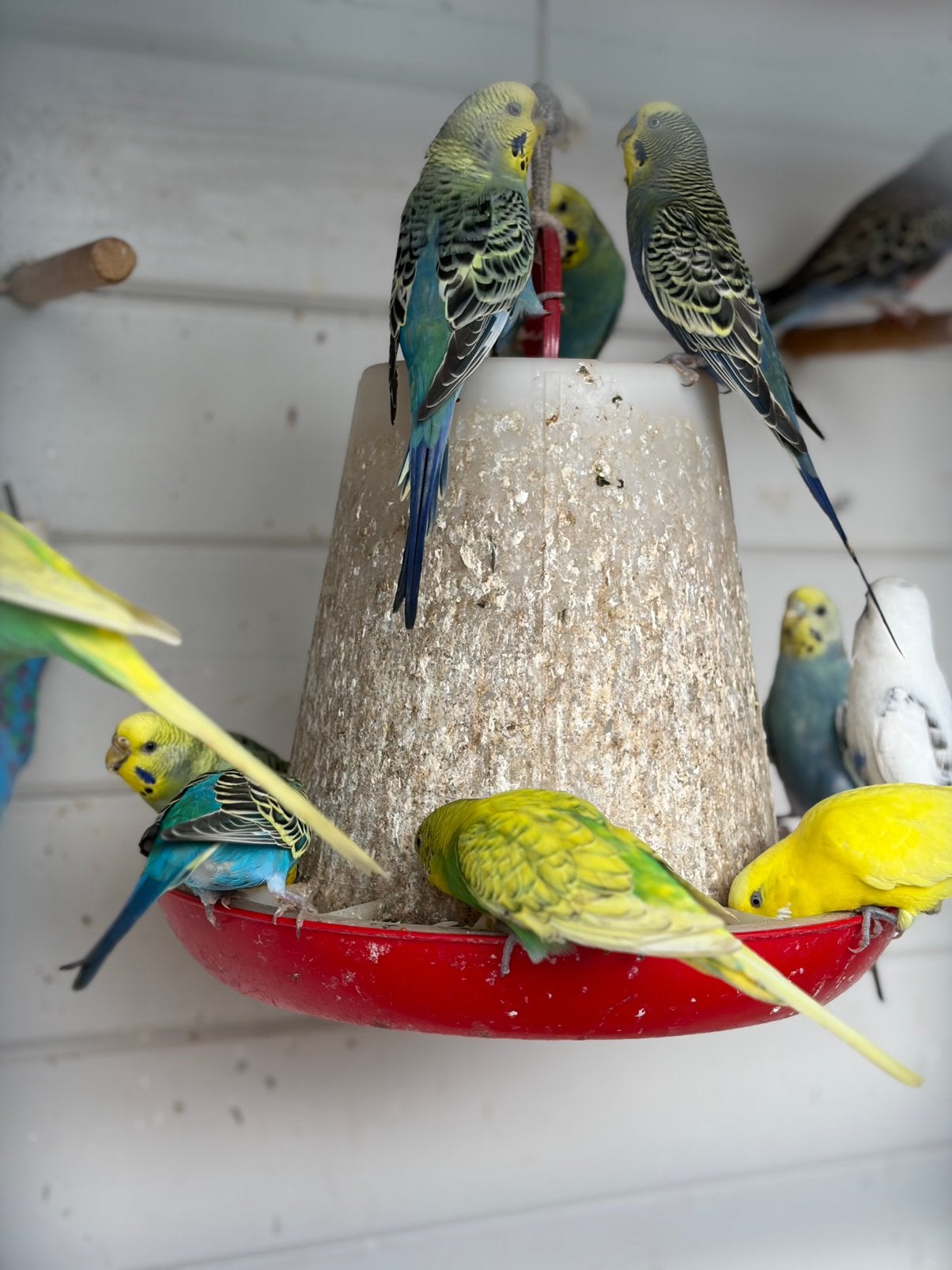 Grasparkieten, Dieren en Toebehoren, Vogels | Parkieten en Papegaaien, Meerdere dieren, Parkiet