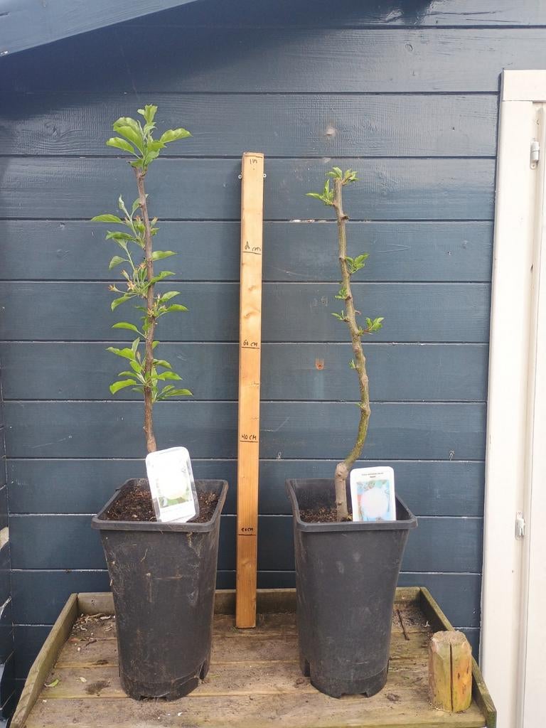 Idared Appelboom, Ophalen, Lente, Volle zon, In pot