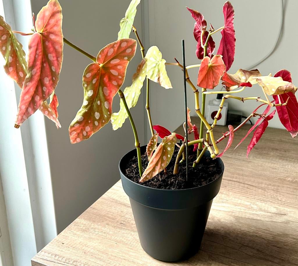 Prachtige ‘Stippen’ Begonia, zie info en foto’s, Ophalen, Overige soorten, Halfschaduw, In pot