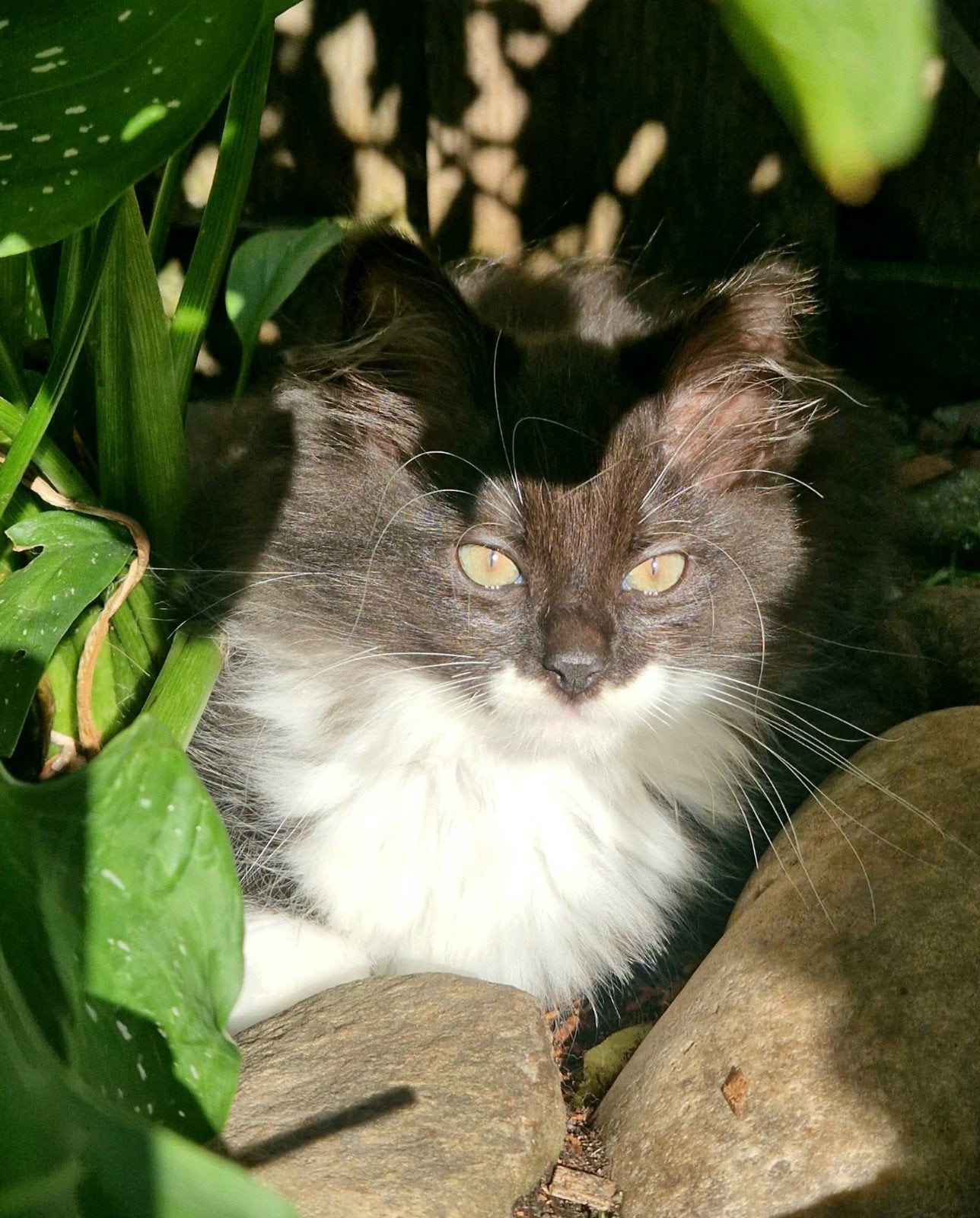 Maine Coon kittens zoeken een liefdevol en blijvend thuis, Dieren en Toebehoren, Meerdere dieren, Ontwormd