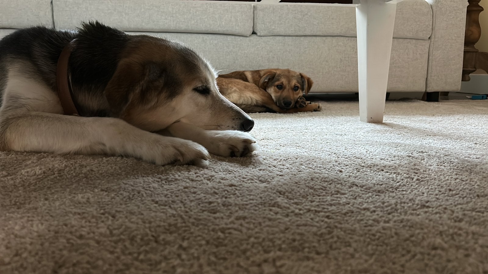Lieve honden (Goberian en herdertje) zoeken een warm huisje, Dieren en Toebehoren, Honden | Niet-rashonden, 1 tot 2 jaar, Meerdere