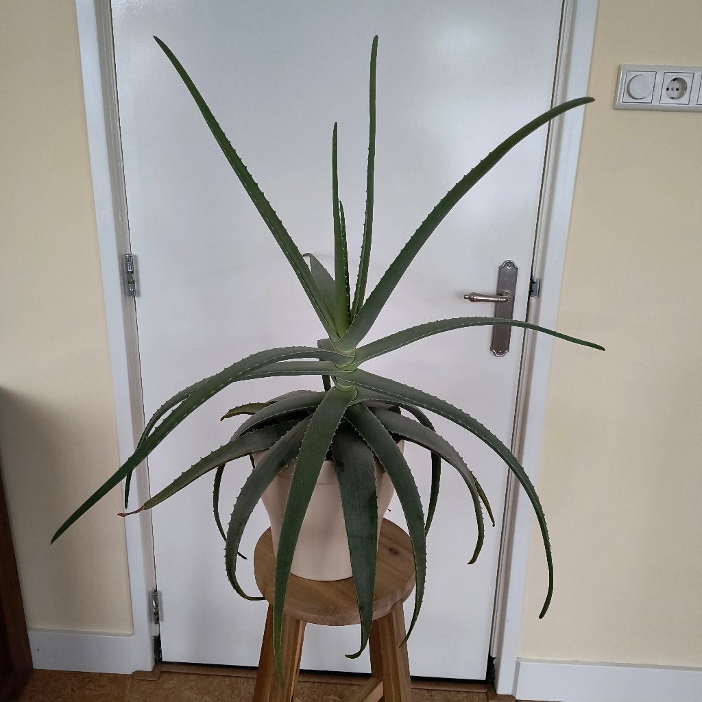 Plant, Ophalen, Nieuw