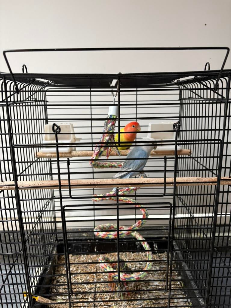 2 dwergpapegaaien te koop met kooi, Dieren en Toebehoren, Vogels | Parkieten en Papegaaien, Geslacht onbekend, Dwergpapegaai of Agapornis