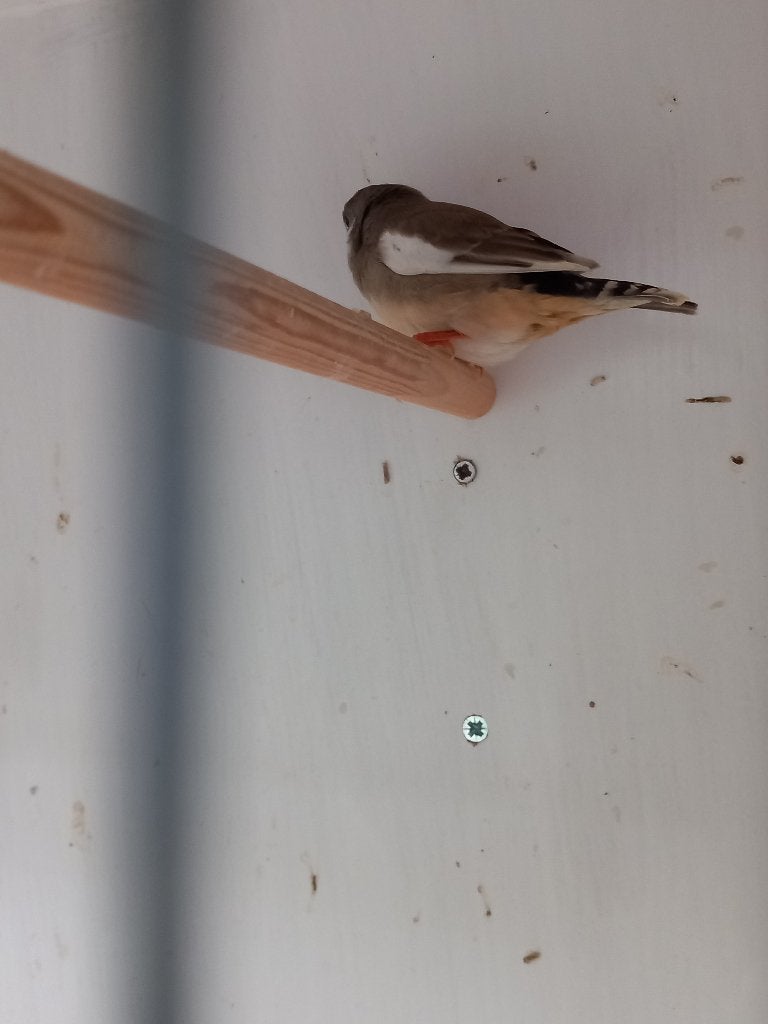 Jonge zebravinken, Meerdere dieren, Tropenvogel