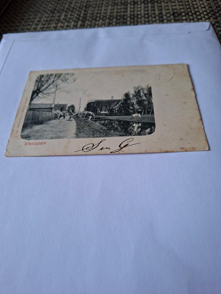Westzaan met koeien en huizen langs water, Ophalen of Verzenden, Voor 1920, Noord-Holland