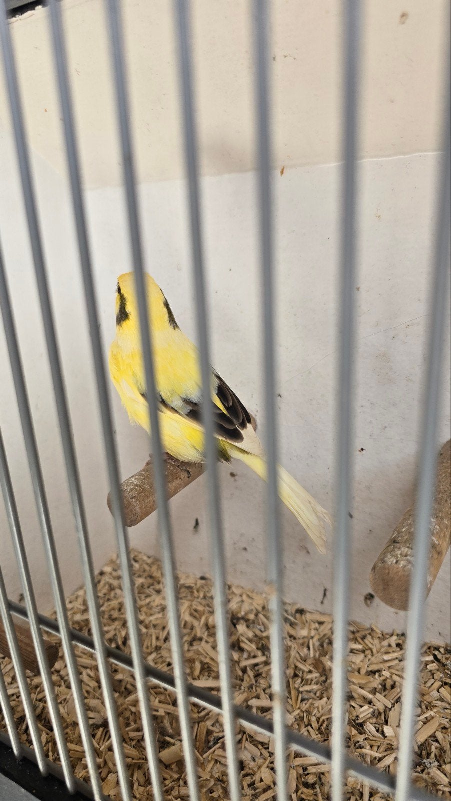 Kanaries pop, Dieren en Toebehoren, Vogels | Kanaries, Vrouwelijk, Kleurkanarie