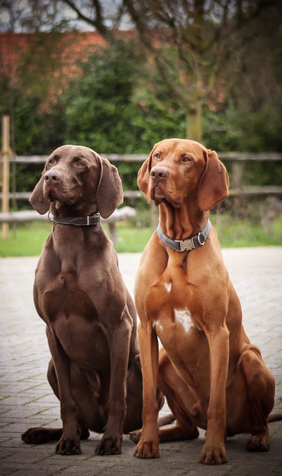 Vizsla dekreu ervaren viszla ter dekking, 6 jaar of ouder, Reu, Parvo, Eén hond