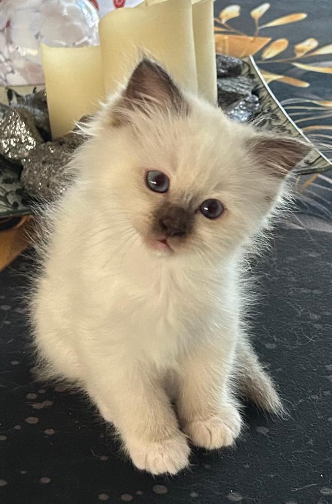 Heilige Birmaan kittens met Stamboom € 1000, Meerdere dieren, 0 tot 2 jaar