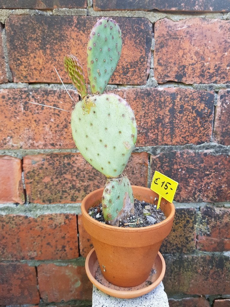 Schijfcactus, Ophalen, Minder dan 100 cm, Volle zon, In pot