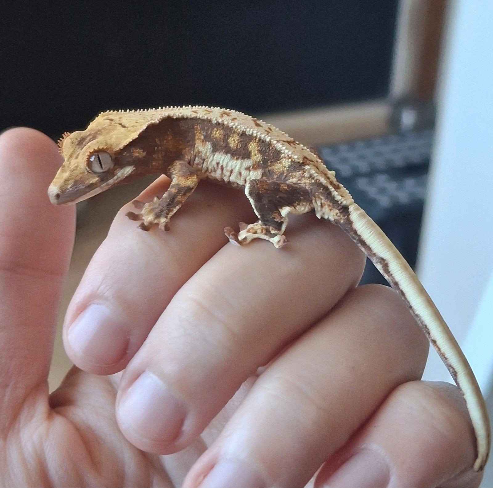 Leuke tricolor lilly white wimpergekko/crested gecko 0.0.1 Crested Gecko photo 3