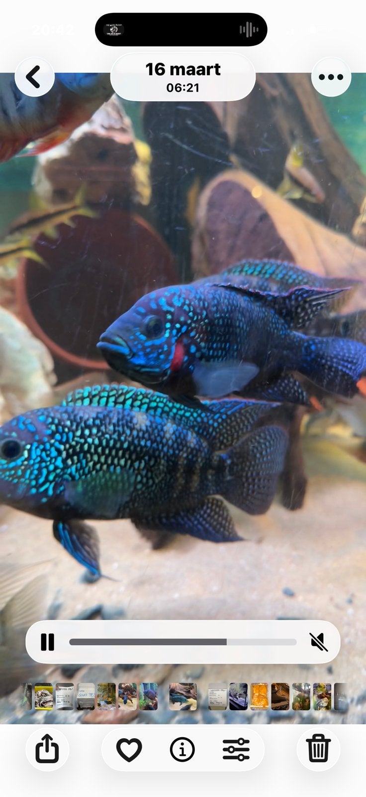 Jack demsey wildvang jongen 7/8 cm, Dieren en Toebehoren, Vissen | Aquariumvissen, Vis