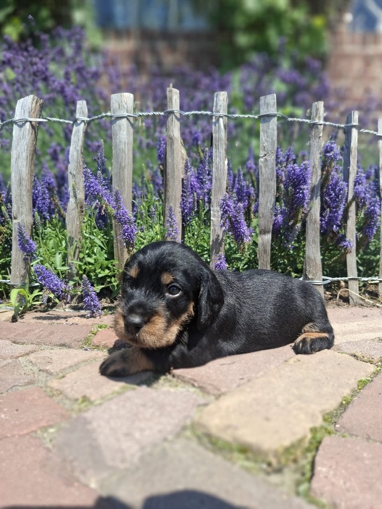 Nog 1 ruwhaar teckel teefje (black & tan) beschikbaar!, Dieren en Toebehoren, Honden | Teckels en Dashonden, Standaard, 8 tot 15 weken
