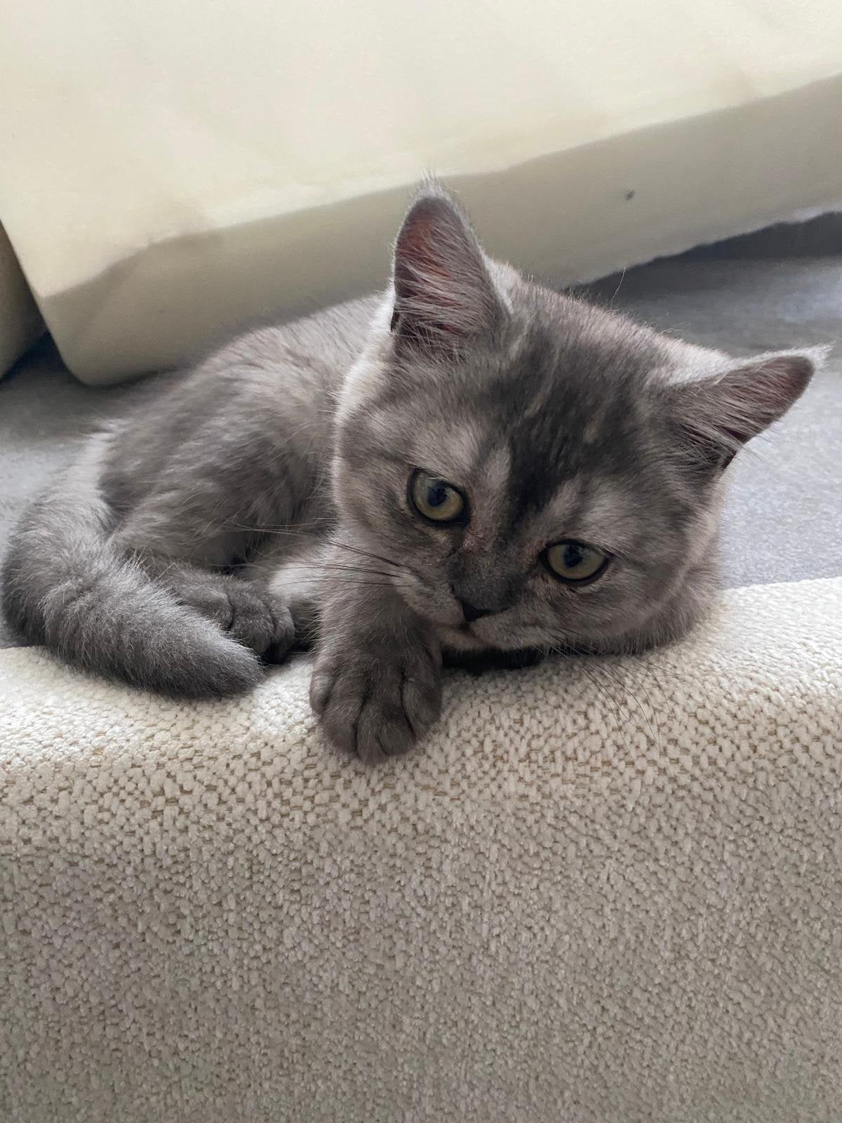 Britse korthaar kitten, Poes