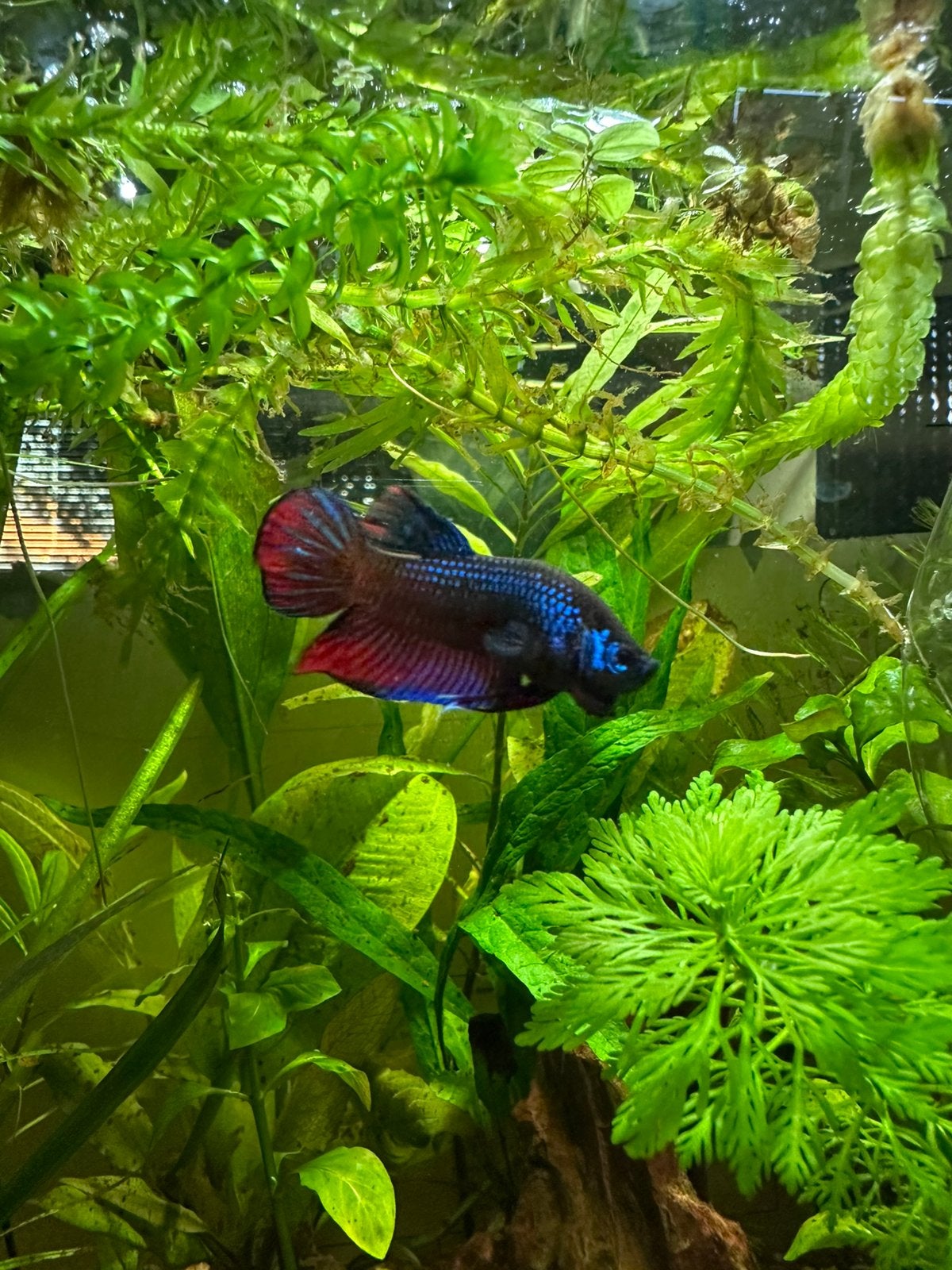 Gezocht Betta Imbellis, Dieren en Toebehoren, Vis