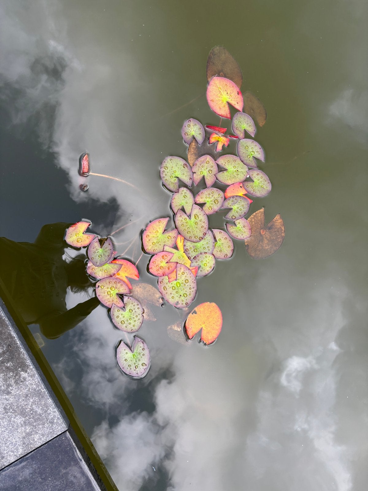Waterlelie wit met pot (hele plant), Ophalen, Zo goed als nieuw