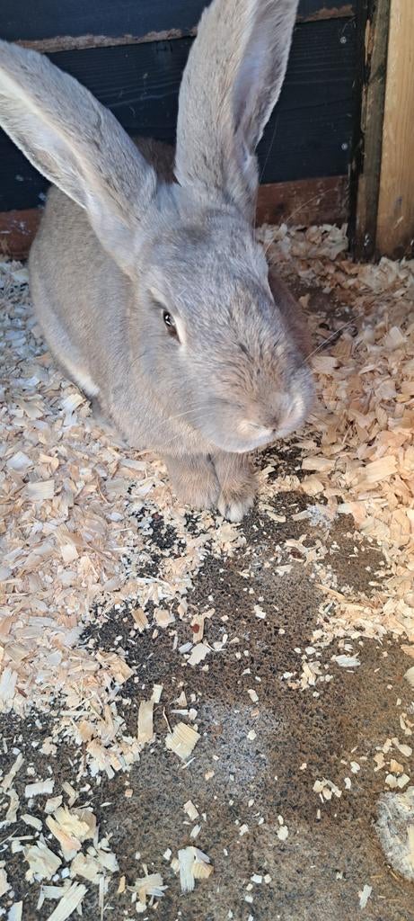 2 hele lieve vlaamse reuzen, Dieren en Toebehoren, Konijnen, Vrouwelijk, Groot