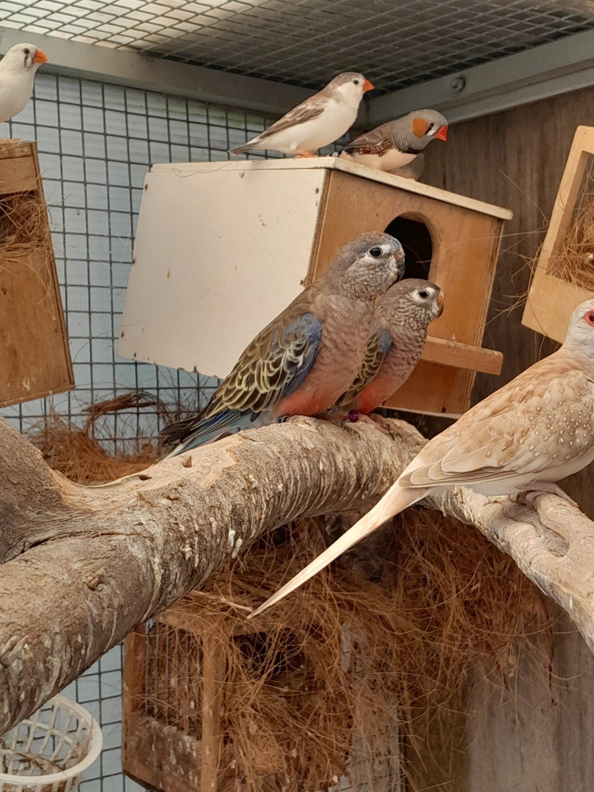 Koppel bourke parkieten, Dieren en Toebehoren, Meerdere dieren, Parkiet