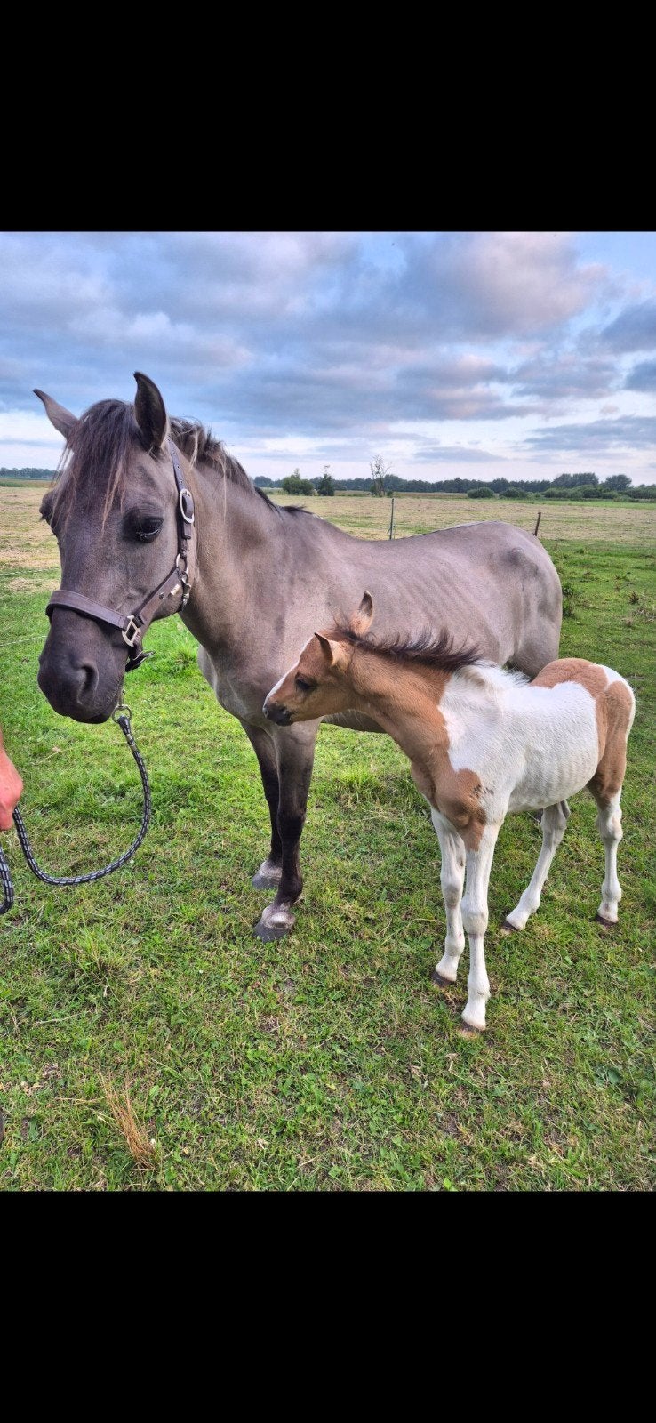 Konik merrie met prachtig bont hengstenveulen, Dieren en Toebehoren, Pony's, Meerdere dieren, D pony (1.37m tot 1.48m), Recreatiepony