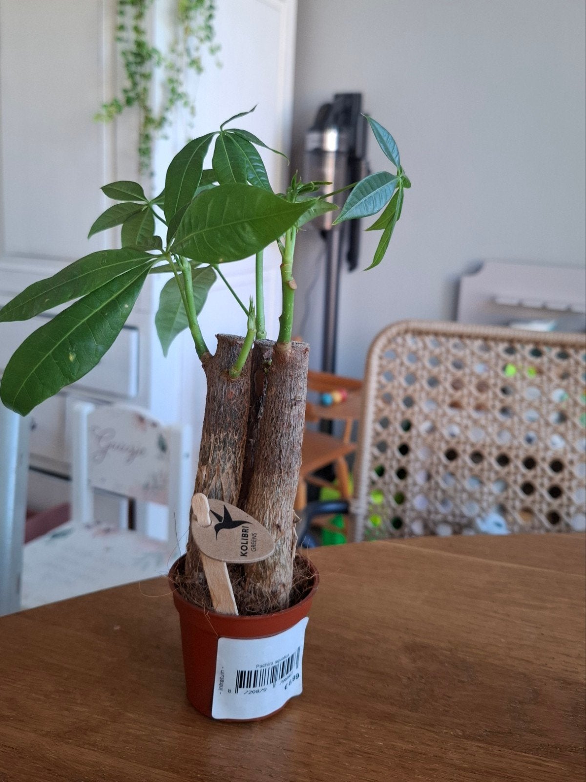 Mooie mini Pachira Aquatica - Geldboom plant in pot, Ophalen, Overige soorten, Halfschaduw, In pot