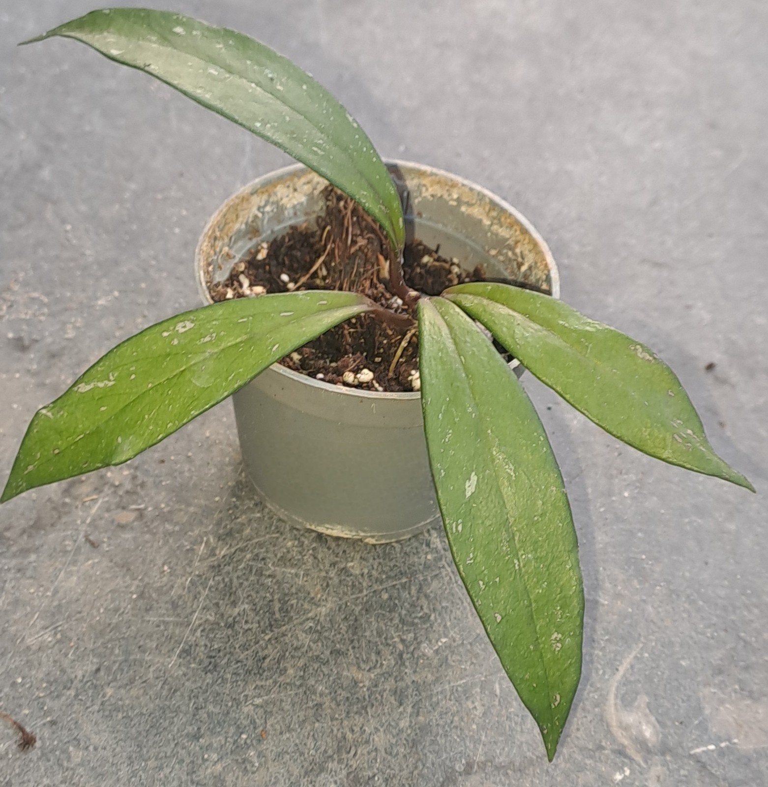 Hoya Pubicalyx, Ophalen of Verzenden, Halfschaduw, Minder dan 100 cm