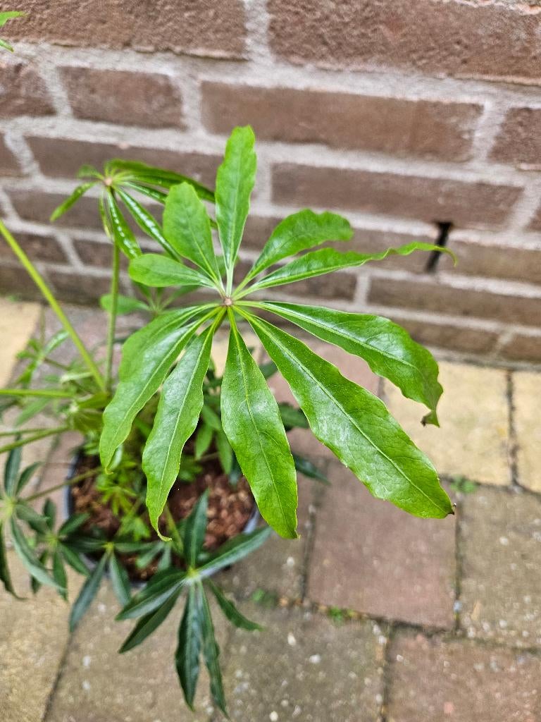 Schefflera taiwaniana, Ophalen, Overige soorten, Volle zon