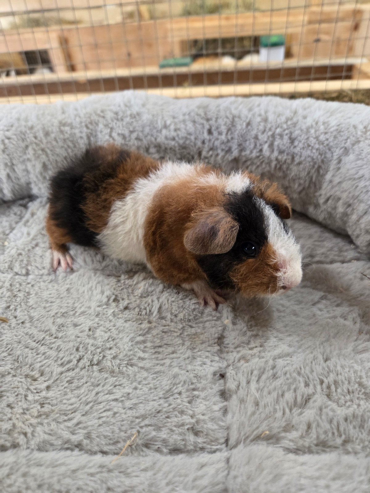 Teddy us beertje, Dieren en Toebehoren, Knaagdieren, Cavia, April, Mannelijk, Tam